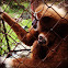 White-Handed Gibbon
