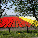 Tulip