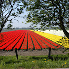 Tulip