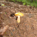 mushroom