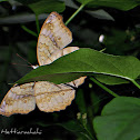 Grey Pansy