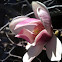 Deciduous Magnolia Tree