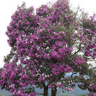 Manacá da serra