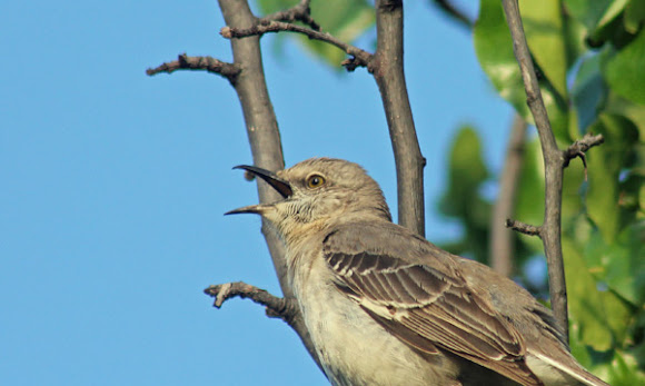 Spotting Image 1