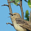 Northern Mockingbird