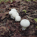 Lycoperdon