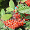 Cotoneaster