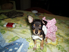 Cachorras Pincher Miniaturas Toy