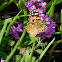 Borboleta