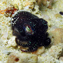 Bobtail Squid