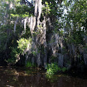 Spanish moss