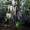 Spanish moss