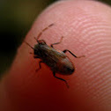 Cave bug