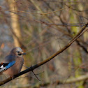 Eurasian Jay
