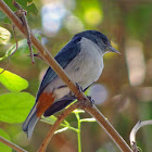 Chestnut-vented Conebill