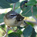 Black-throated Blue Warbler