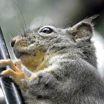 Wildlife of Wapato Park