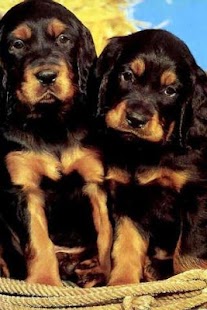 How to mod Dog Twins Puzzle 1.1 mod apk for bluestacks