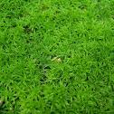 Moss