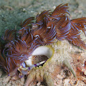 Blue Dragon nudibranch laying eggs