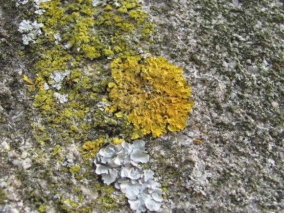 Spotting Image 1