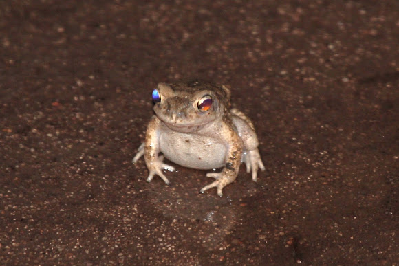 Spotting Image 1