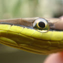 Vine Snake