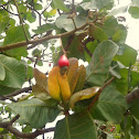 Caju-do-Cerrado