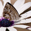 Mariposa del geranio (Geranium Bronze)