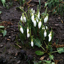 Snowdrops