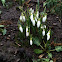 Snowdrops