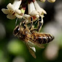 Honey Bee