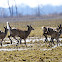 Whitetail deer