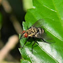 flesh fly