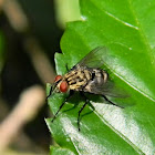 flesh fly