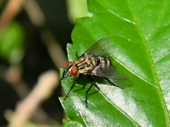 Spotting Image 1
