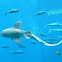 Giant guitarfish