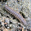 tractor millipede