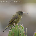 Orange Breasted Sunbird