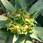 Euphorbia sp