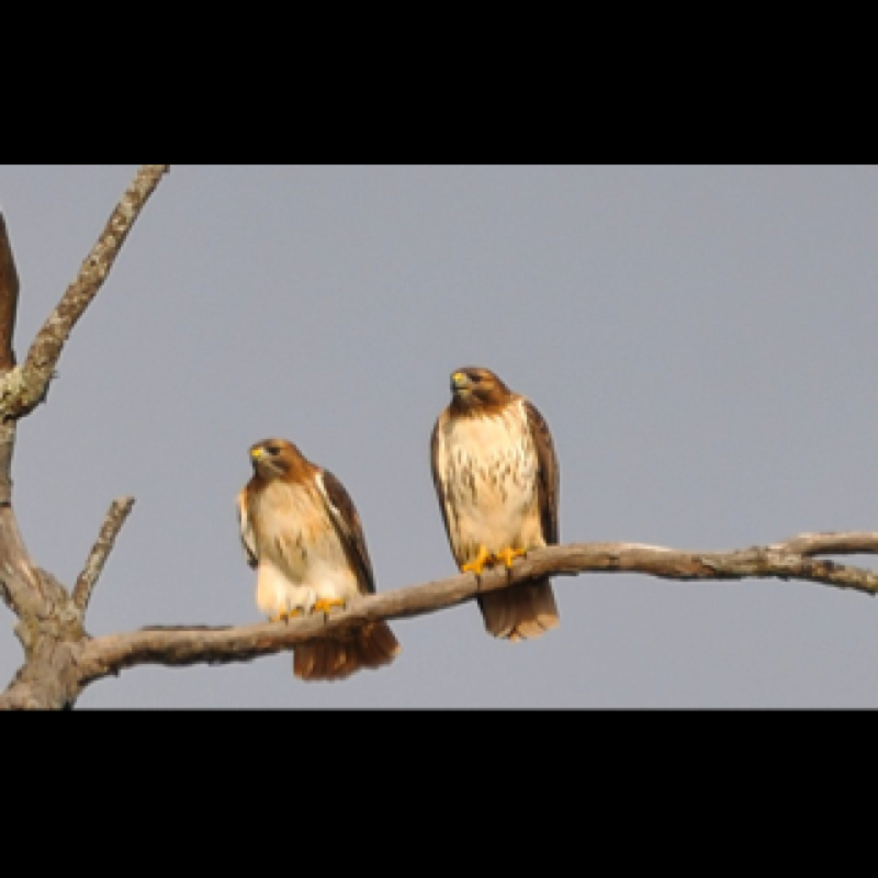 Red tail hawks