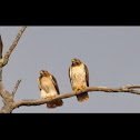 Red tail hawks