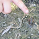 Cricket