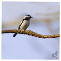 Little Pied Flycatcher