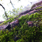 Moss
