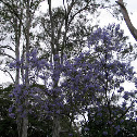 Possibly Blue Jacaranda