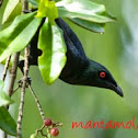 Asian Glossy Starling 