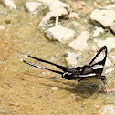 White Dragontail