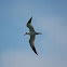 Caspian Tern