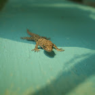 Yellow headed gecko